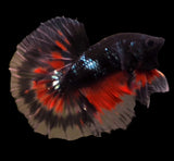 Black Galaxy Halfmoon Male Betta Rosetail 