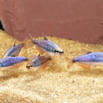 Blue Emperor Tetra (Inpaichthys kerri)