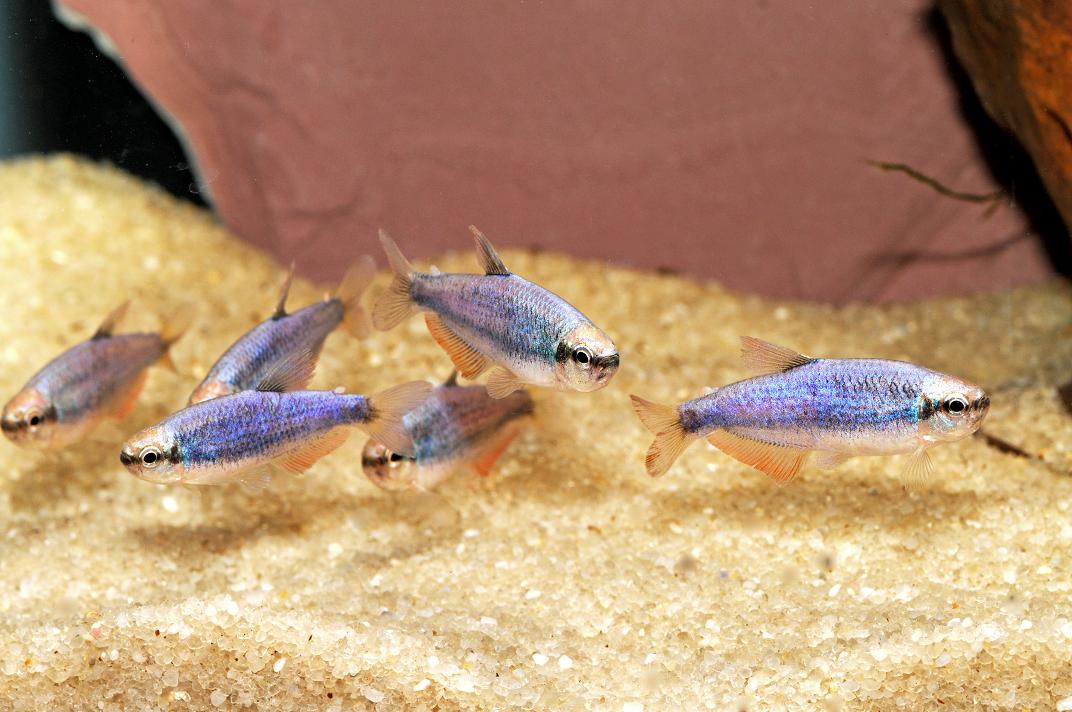 Blue Emperor Tetra (Inpaichthys kerri)