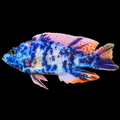 Live Freshwater Aquarium Blueberry OB Peacock African Cichlid (Aulonocara sp.) (CHD-110) U029