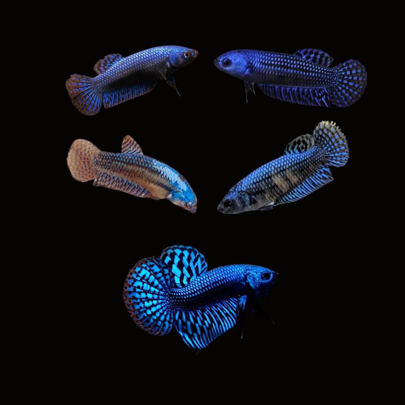 Wild Female Betta Blue Alien
