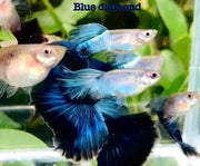 Blue Diamond Big Tail Guppy