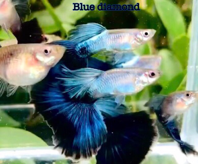 Blue Diamond Big Tail Guppy