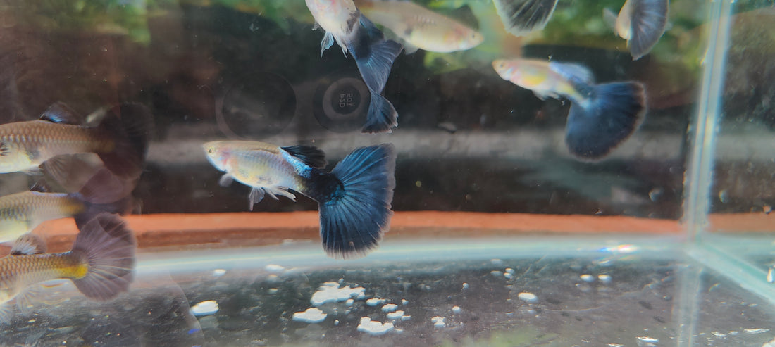 Blue Diamond Big Tail