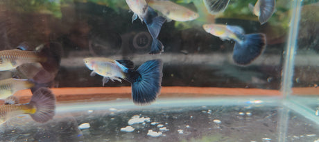 Blue Diamond Big Tail