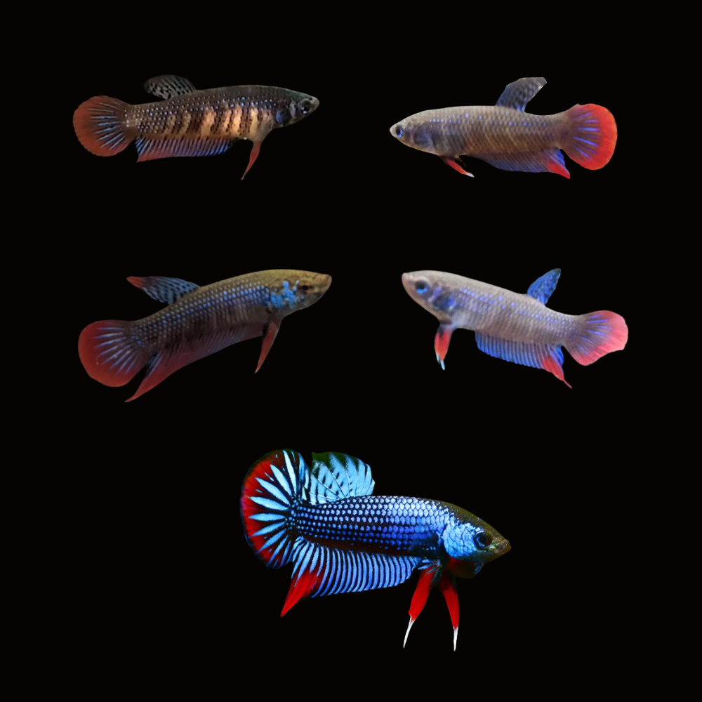 Blue imbellis red tail wild female betta