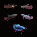 Live Betta Fish Wild Imbellis Blue Red Tail Our Choice (CBG-036)