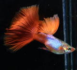  Blue Lazuri Red Tail High Dorsal Guppy