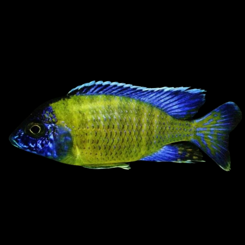 Blue Neon Peacock African Cichlid