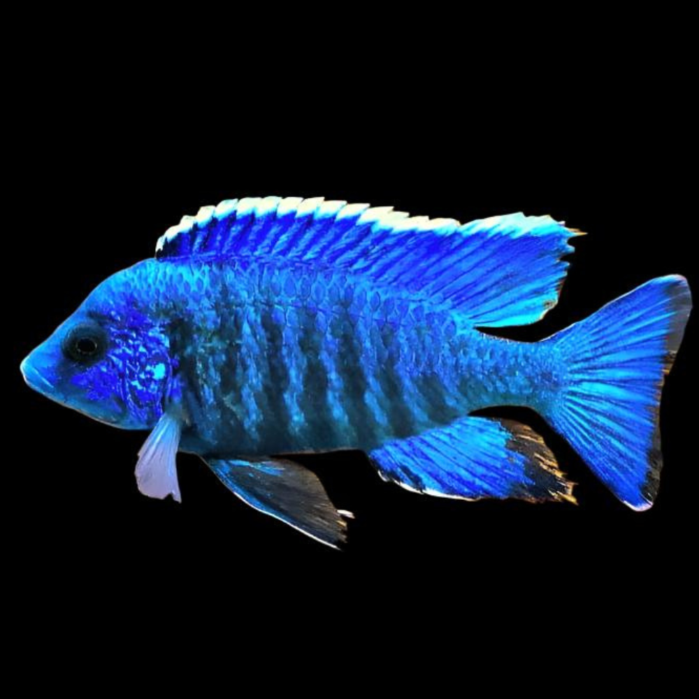 Blue Peacock African Cichlid