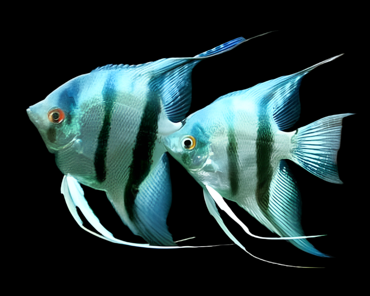Live Freshwater Aquarium Peruvian Blue Zebra Angelfish (Pterophyllum scalare) MEDIUM
