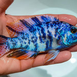 Live Freshwater Aquarium Blueberry OB Peacock African Cichlid (Aulonocara sp.) (CHD-110) U029