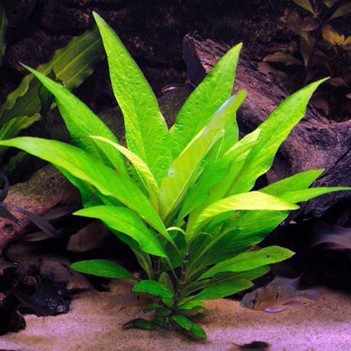 H.CORYMBOSA VAR. NOMAPHILA STRICATA (TEMPLE GREEN)