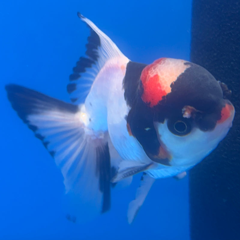 Thai Oranda Tri-Color 2.5” Body Female(CK-1266)R3B06