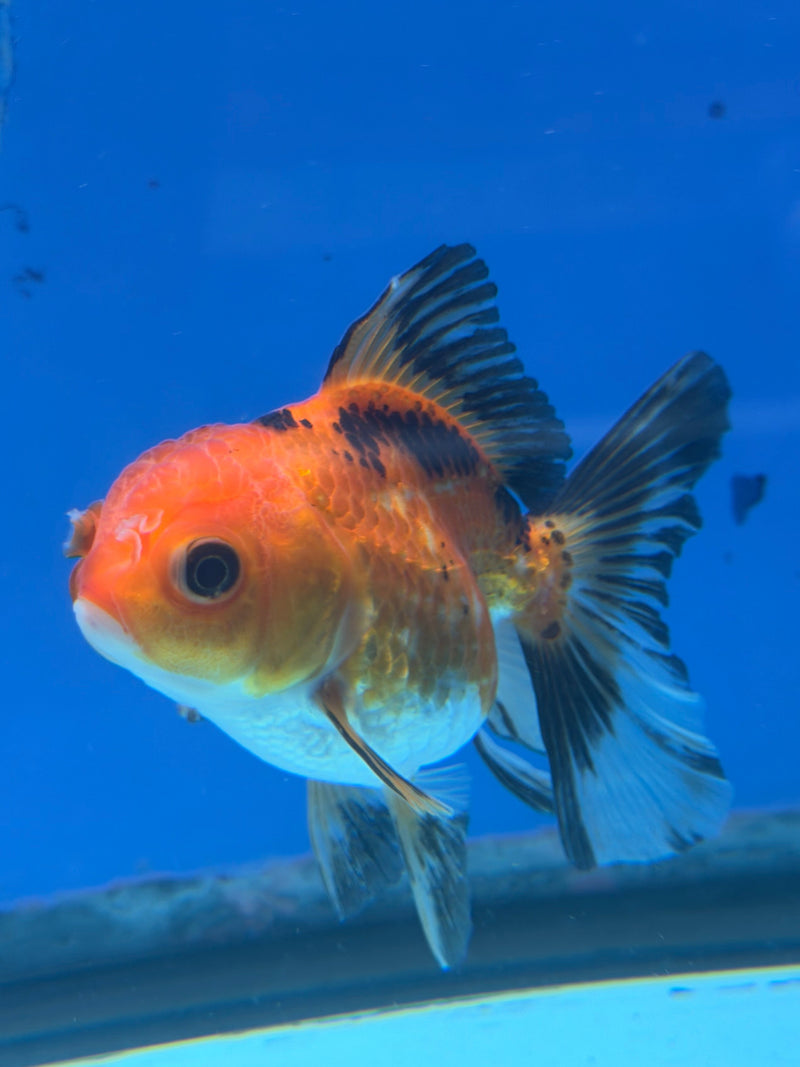 Thai Oranda Apache 3in Female (FEB-325)R2B07
