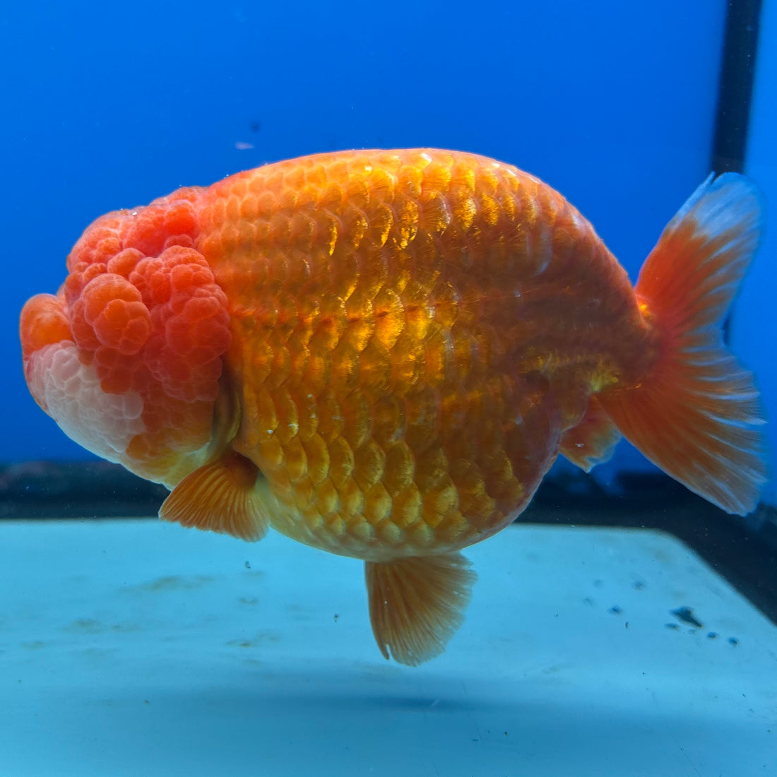 Thai Ranchu JUMBO Full Red 4.5” Body Female(CK-1315)SHOWTANKB