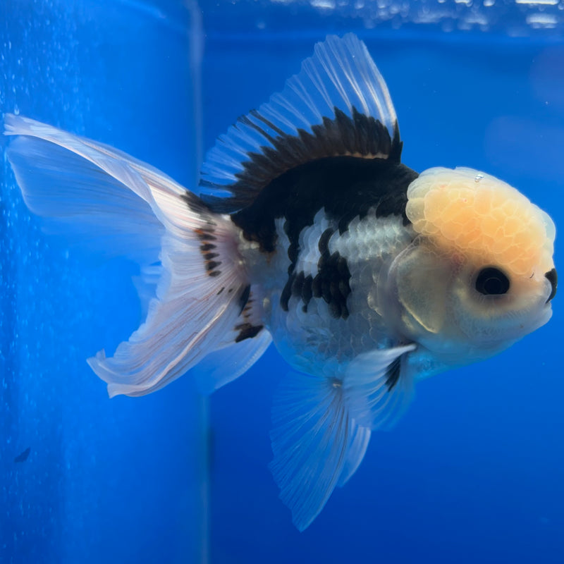 Thai Oranda Panda 3” Body Male(CK-1375)R1B11