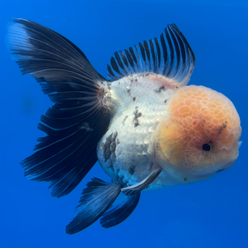 Thai Oranda Lemon Head Panda 3” Body Female(CK-691)R1A07