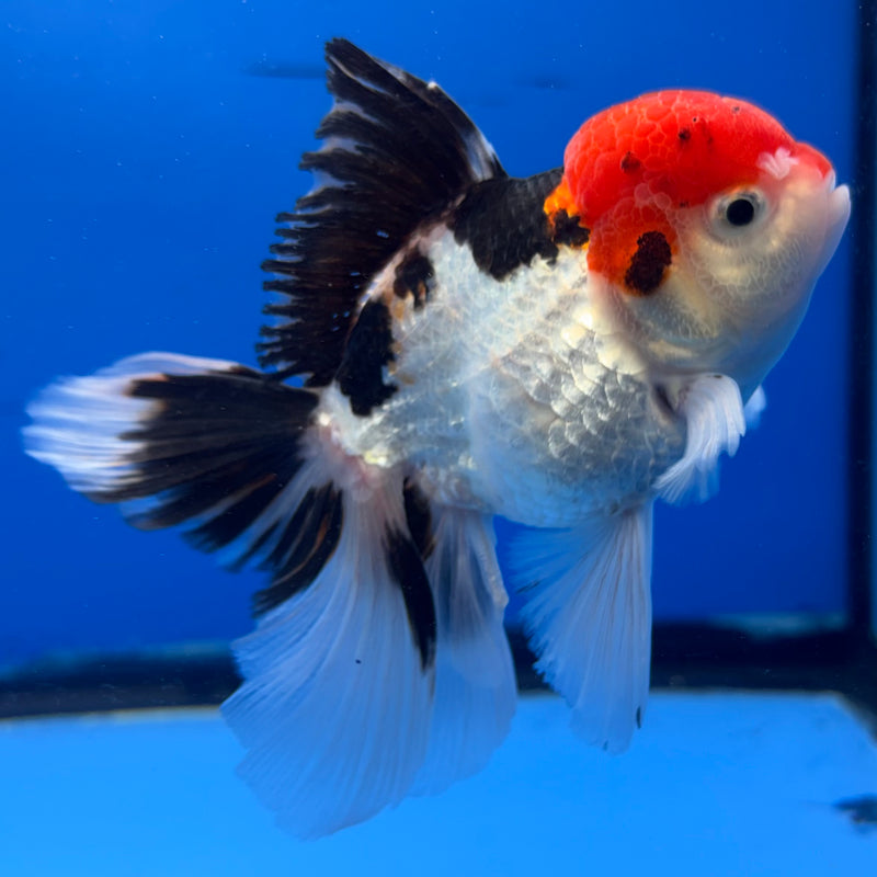 Thai Oranda Tri-Color 3” Body Male(CK-976)R3B09