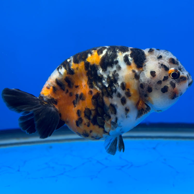 Chinese Ranchu Calico 4” Body Male(CK-1462)R2A07