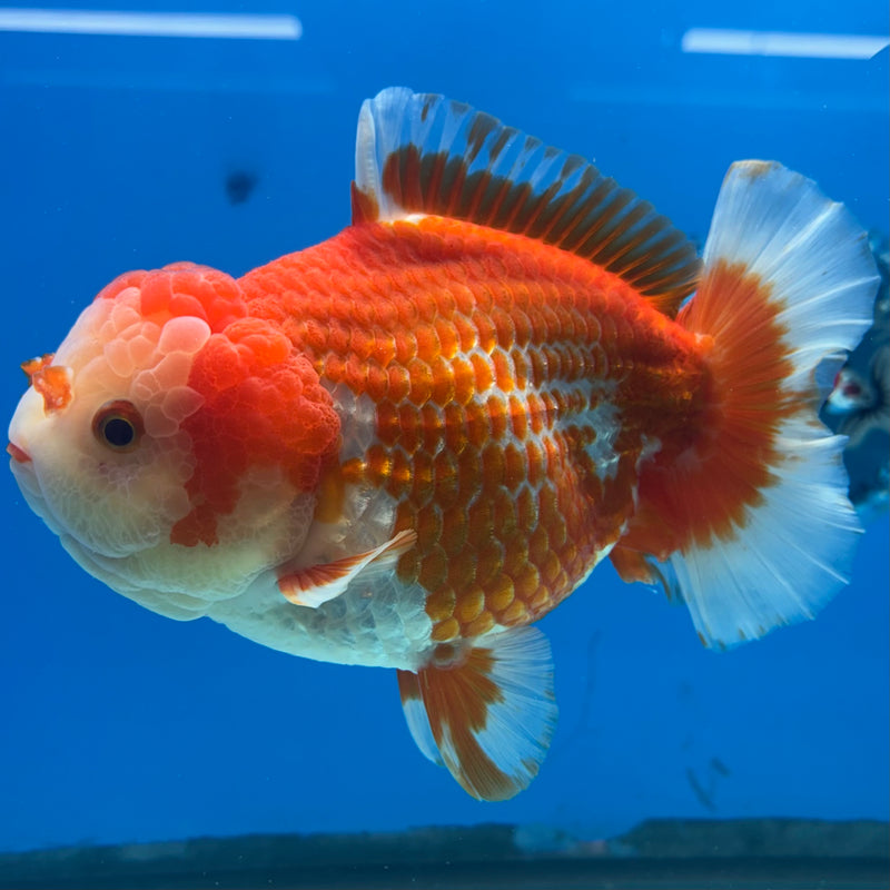 Thai Oranda JUMBO Red/White 4.5” Body Male(CK-1474)R2B15