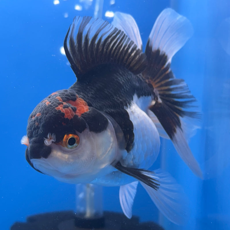 Thai Oranda Tri-Color Apache 3” Body Female(CK-685)R1A07