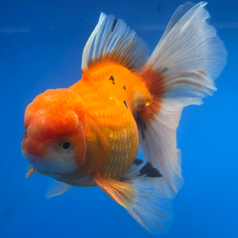 Thai Oranda Red/White 4” Body Male(CK-814)R1A03