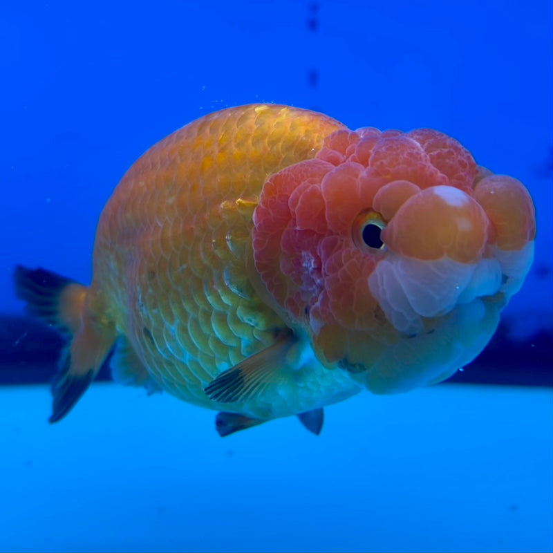 Thai Ranchu Full Red 3.5” Body Male(CK-1125)R1B05