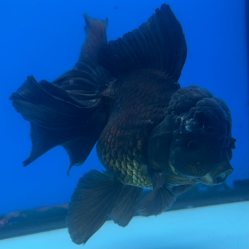 Thai Oranda JUMBO Full Black 4” Body Female(CK-1365)SHOWTANK2