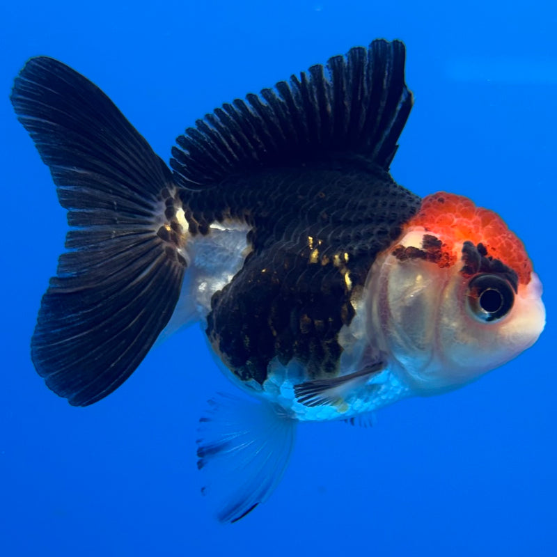 Thai Oranda Tri-Color 2” Body Female(CK-1308)R3B15