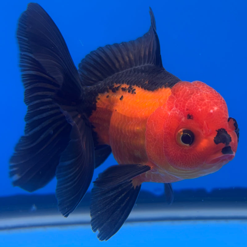 Thai Oranda Apache 3” Body Male(CK-726)R1A02