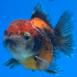 Thai Oranda Calico Yuanbao by SHOGUN 2” Body Female(CK-1593)R3B08