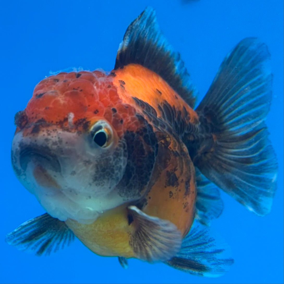 Thai Oranda Calico Yuanbao by SHOGUN 2” Body Female(CK-1593)R3B08