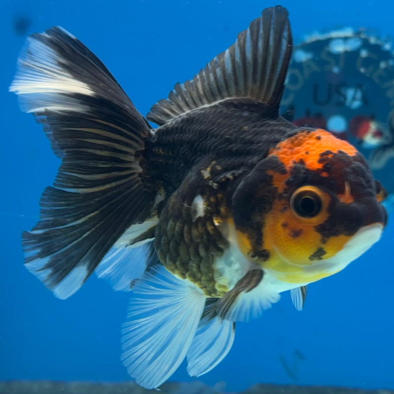 Thai Oranda Apache 3” Body Female(CK-979)R3B09