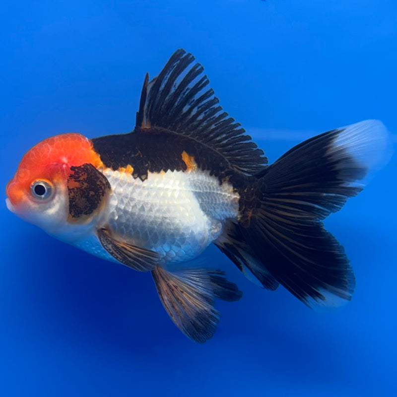 Thai Oranda Tri-Color 2.5” Body Male(CK-1306)R3B17