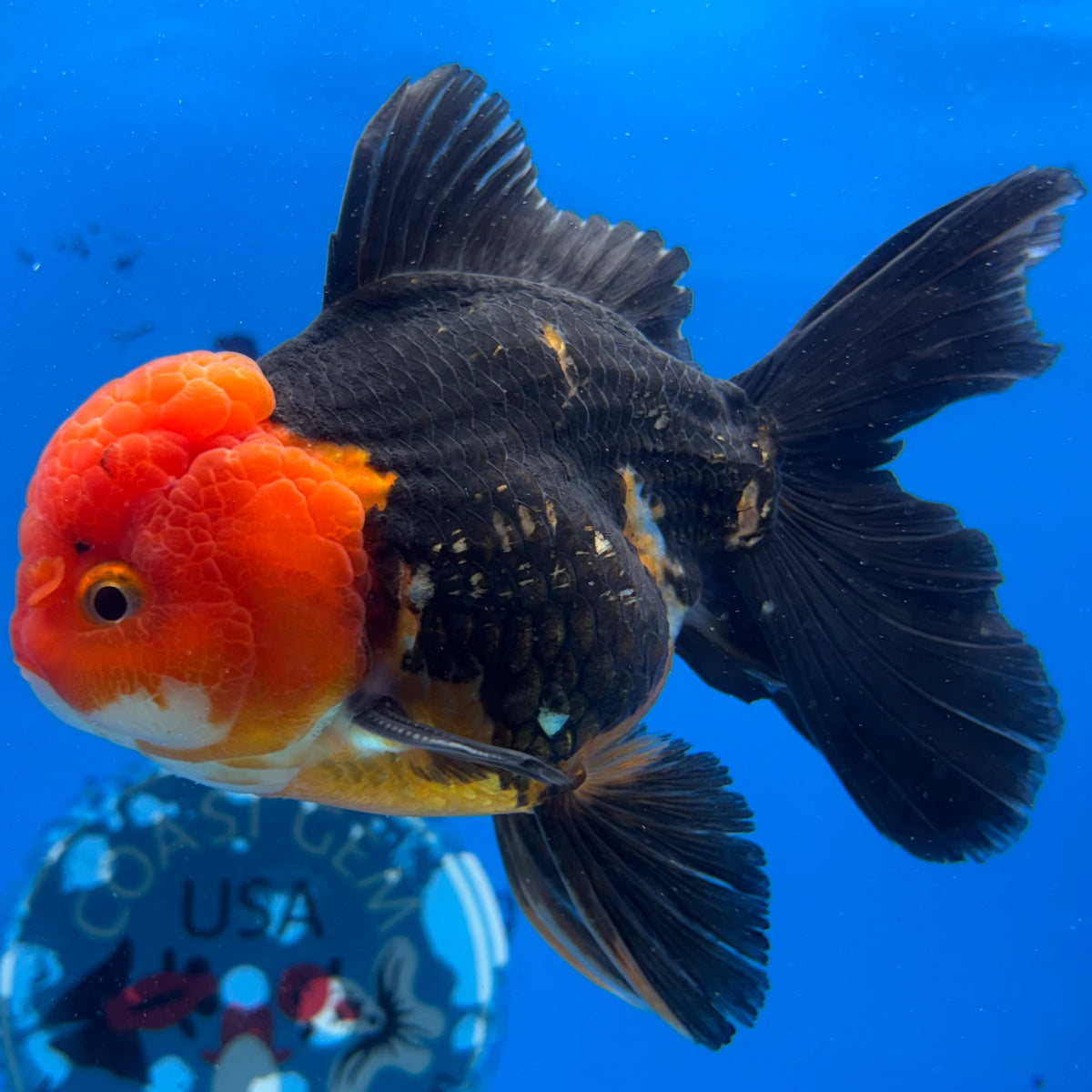 Thai Oranda Apache 3.5" Male(CK-1540)R2A07
