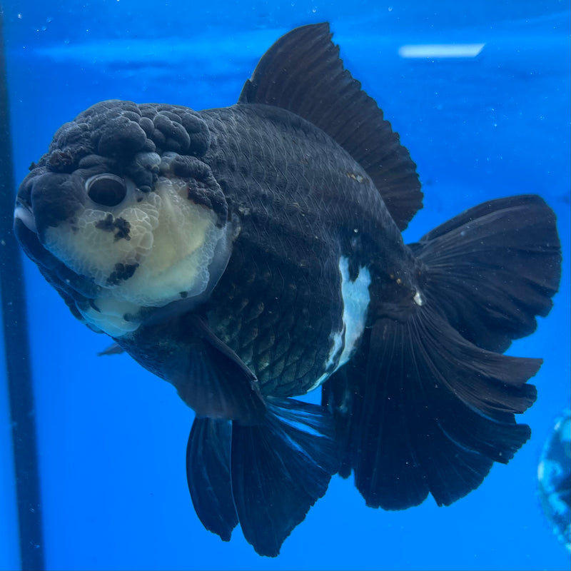 Thai Oranda Panda 4.5” Body Female(CK-1491)R2B20