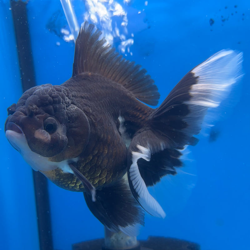 Thai Oranda Panda 3.5” Body Female(CK-1396)SHOWTANK2