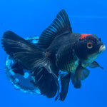 Thai Oranda Tri-Color 3” Male (CK-1561)R3A09