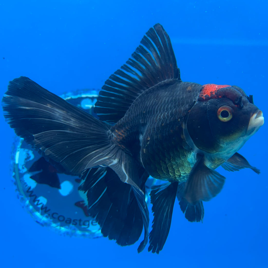 Thai Oranda Tri-Color 3” Male (CK-1561)R3A09