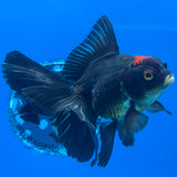 Thai Oranda Tri-Color 3” Male (CK-1561)R3A09