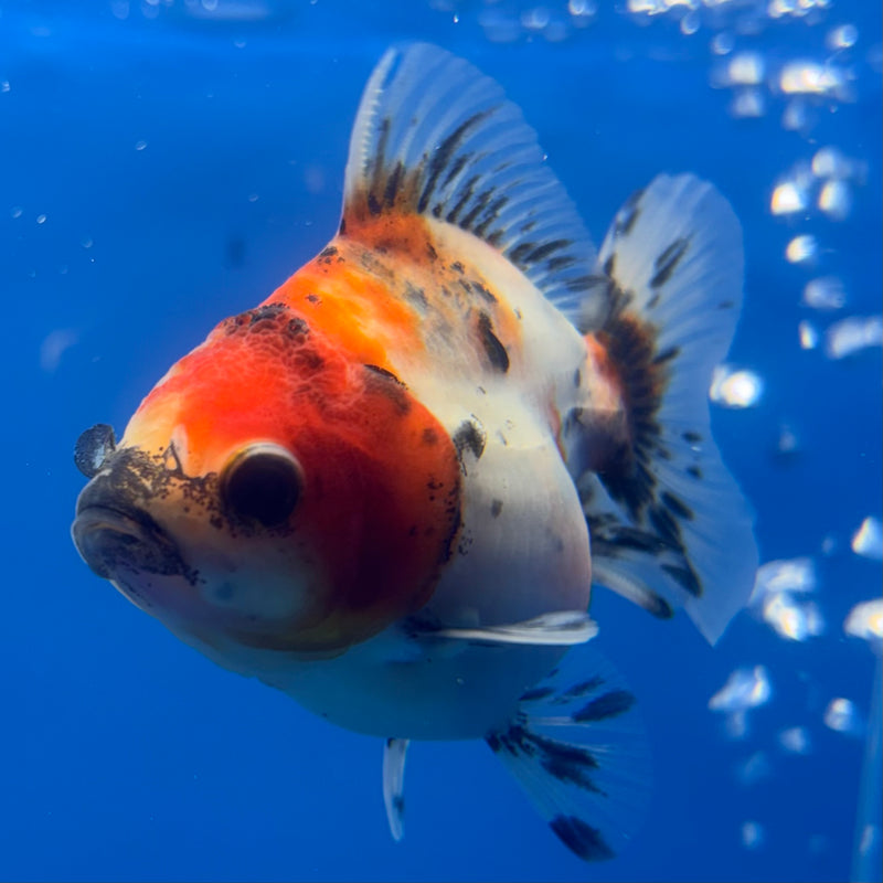 Thai Oranda SHOGUN 2.5” Body Male(CK-795)R1B04