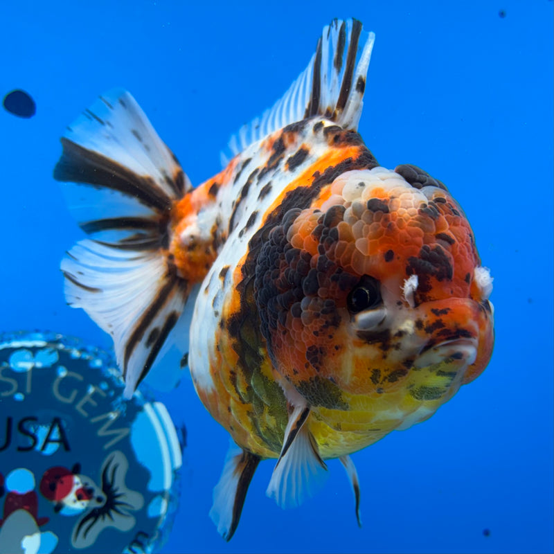Thai Oranda Tri-Color Calico Tiger 4.5” Body Female(NKT-CK-1026)SHOWTANK2