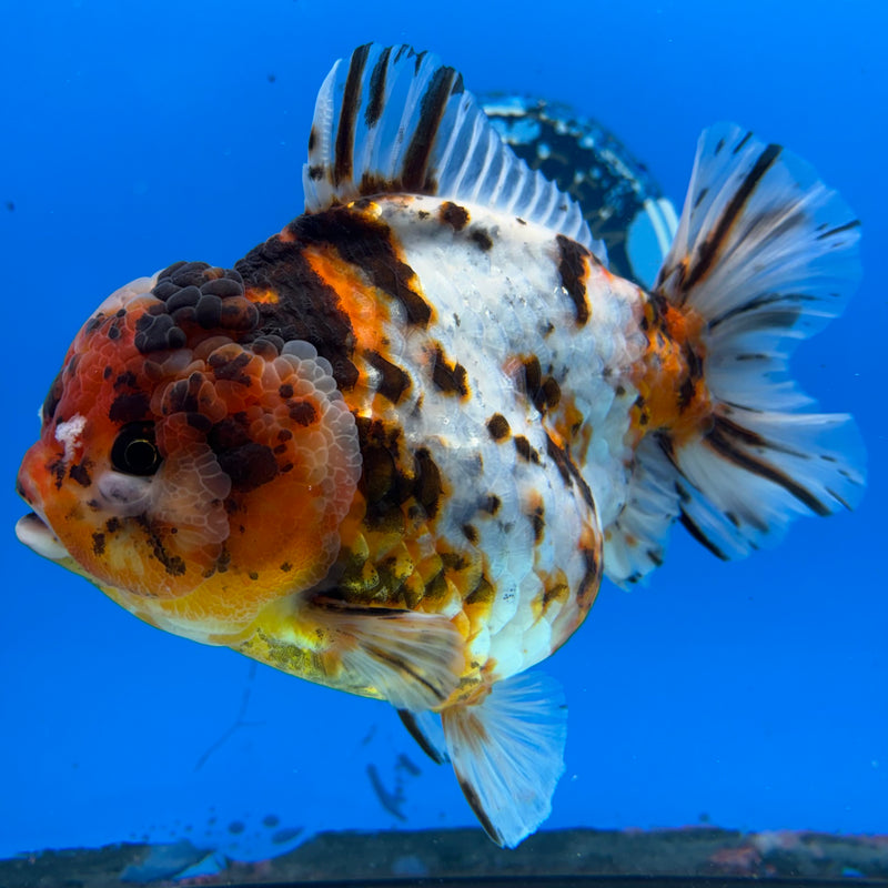 Thai Oranda Tri-Color Calico Tiger 4.5” Body Female(NKT-CK-1026)SHOWTANK2