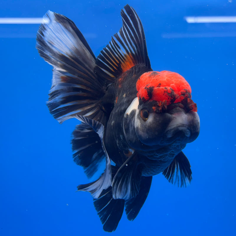 Thai Oranda JUMBO Tri-Color/Apache 4” Body Female(QGF-CK-1320)BLUETUB1
