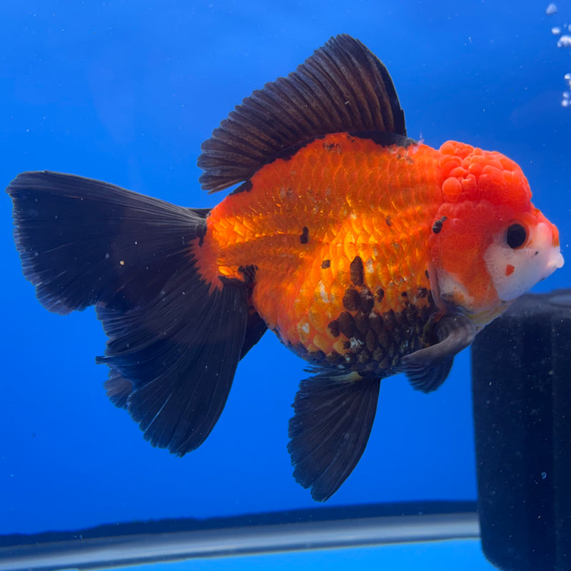 Thai Oranda JUMBO Apache 4.5” Body Female(QGF-CK-1319)BLUETUB1