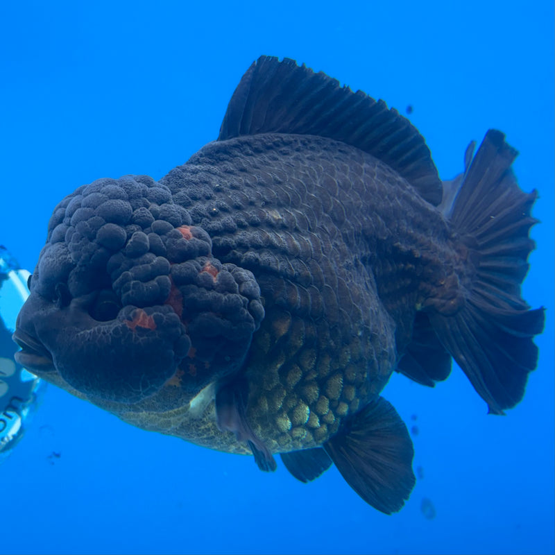 Thai Oranda Black Body Red Cap 4.5” Body Male(CK-836)R1A11