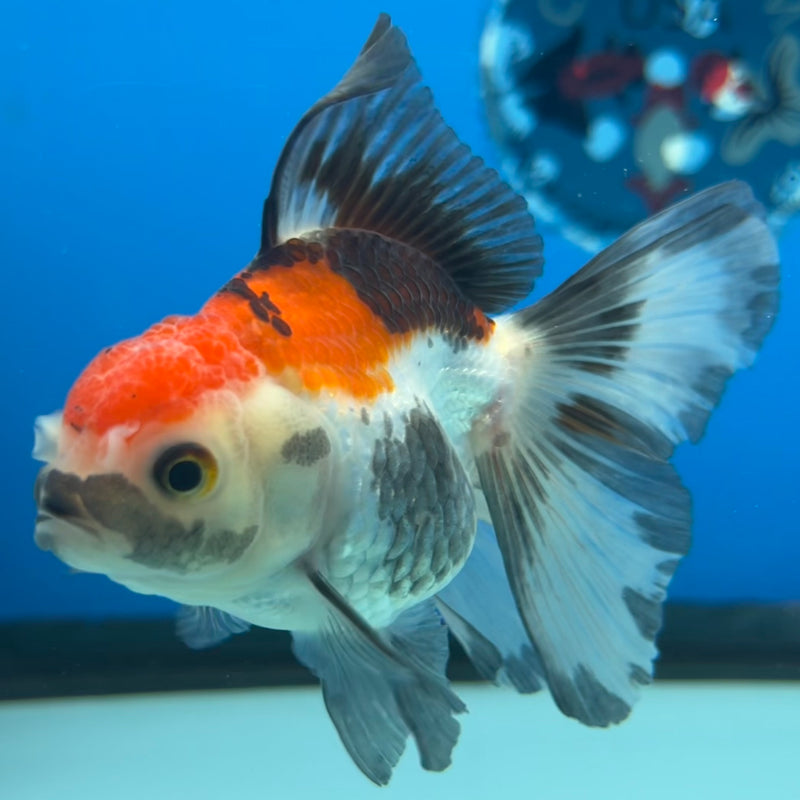 Thai Oranda Tri-Color 2.5” Body Female(CK-1298)R3B17