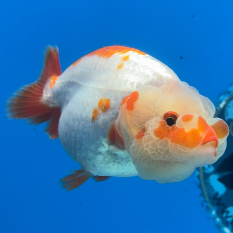 Thai Ranchu Red/White 3” Body Male(CK-992)R3B03