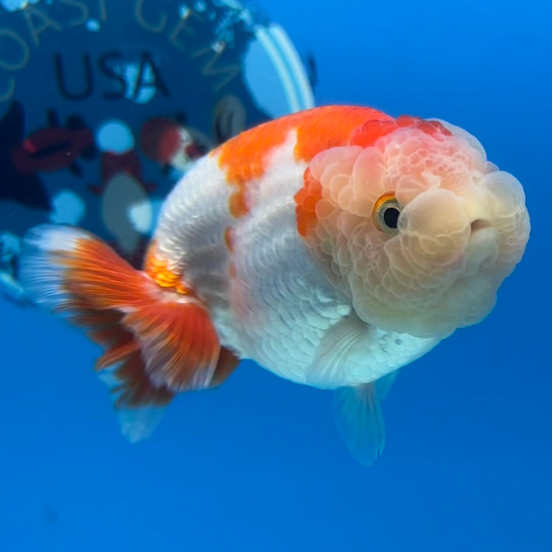 Thai Ranchu Red/White 3” Body Male(CK-991)R3B03